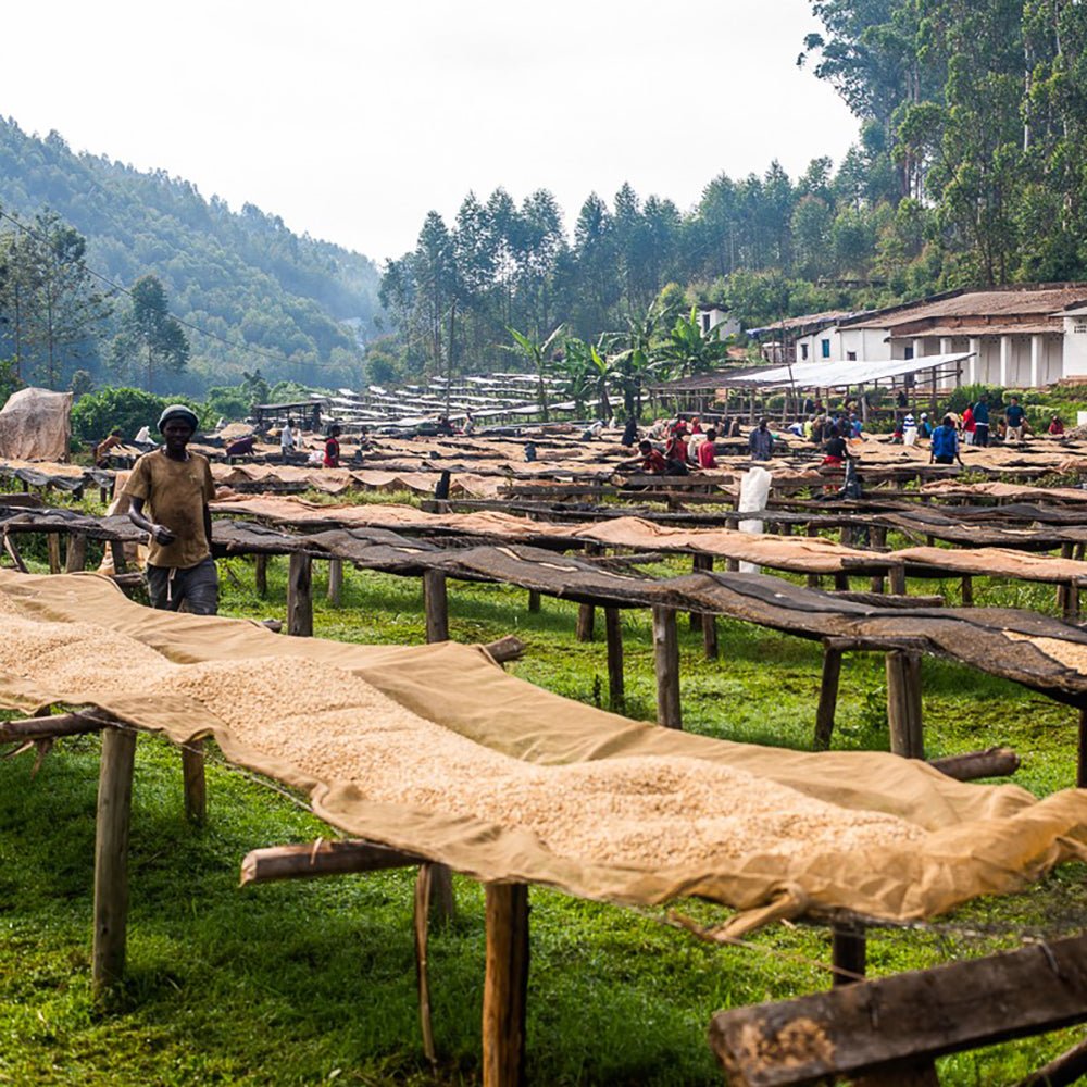 Burundi Businde - Anodyne Coffee Roasting Co.