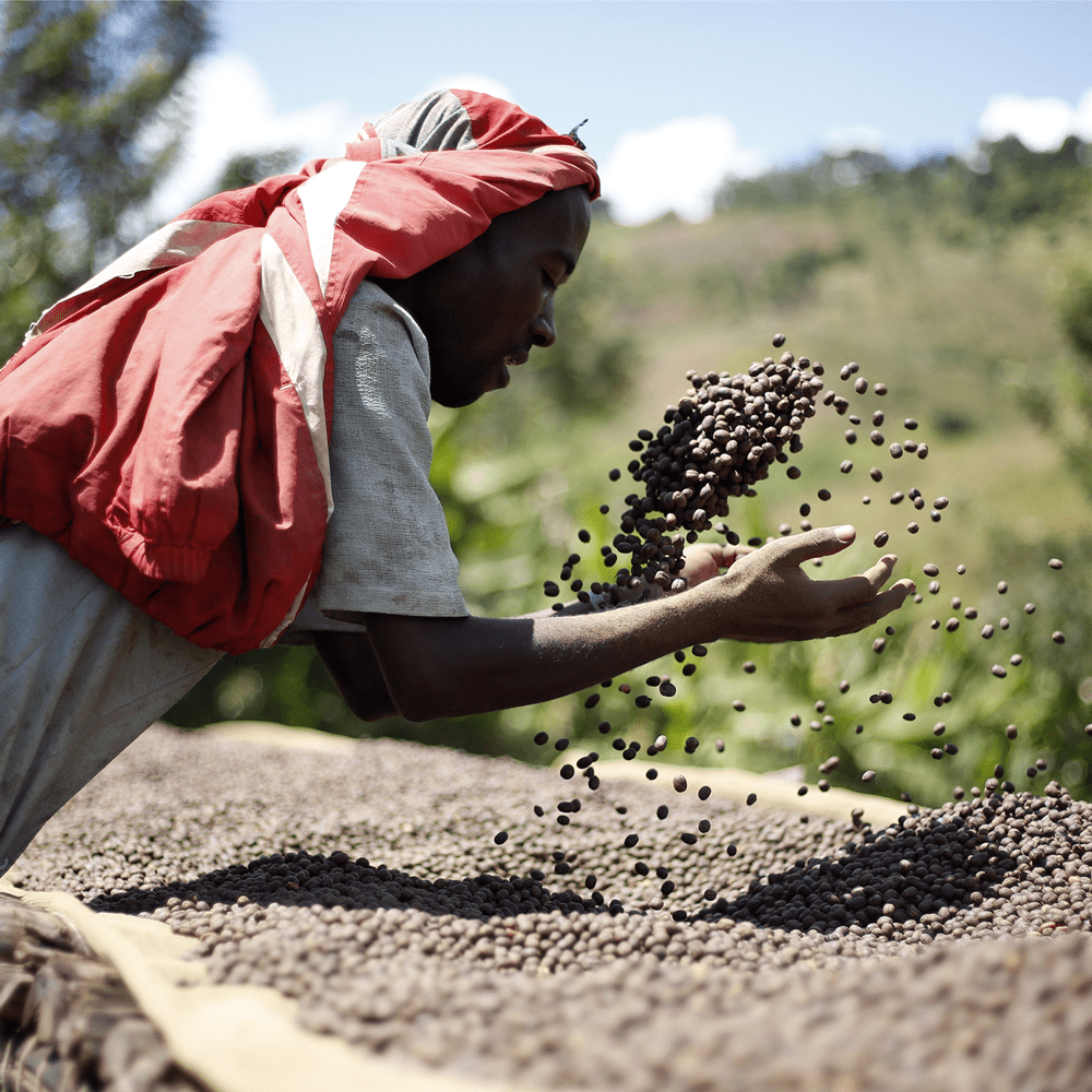 Snake Oil 15 - Anodyne Coffee Roasting Co.
