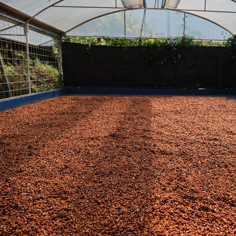 Costa Rica Finca Los Ángeles - Anodyne Coffee Roasting Co.