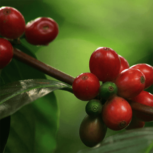 Decaf Colombia Huila - Anodyne Coffee Roasting Co.
