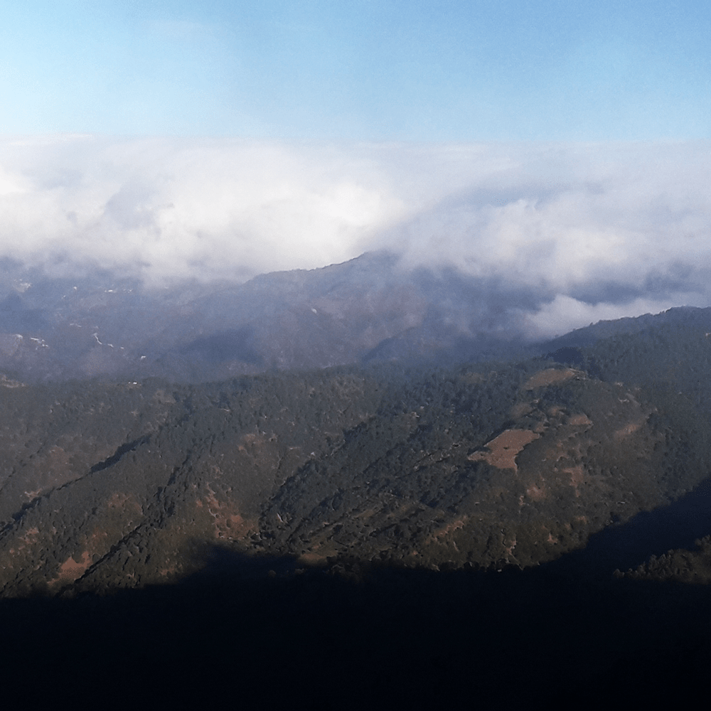 Mexico Monte Albán - Anodyne Coffee Roasting Co.