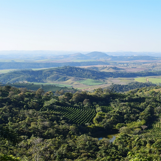 Brazil Fazenda Lagoa - Anodyne Coffee Roasting Co.