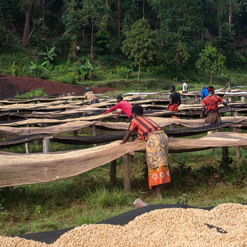 Burundi Businde - Anodyne Coffee Roasting Co.