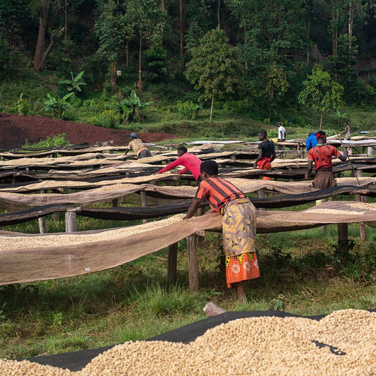 Burundi Businde - Anodyne Coffee Roasting Co.