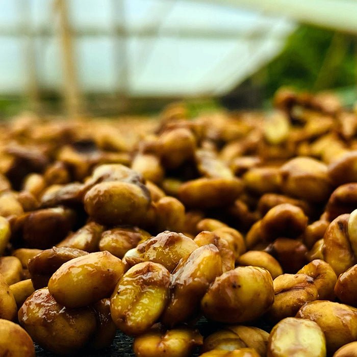 Colombia Elkin Guzman - Anodyne Coffee Roasting Co.