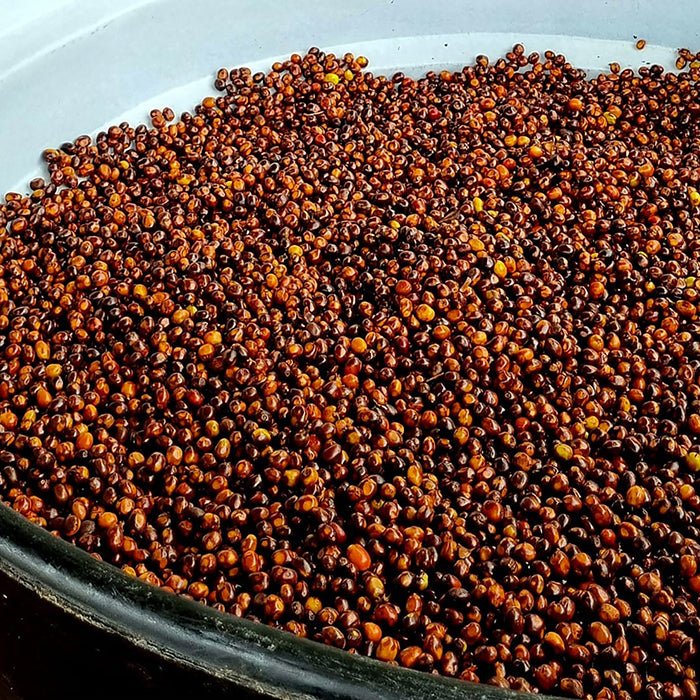 Colombia Elkin Guzman - Anodyne Coffee Roasting Co.