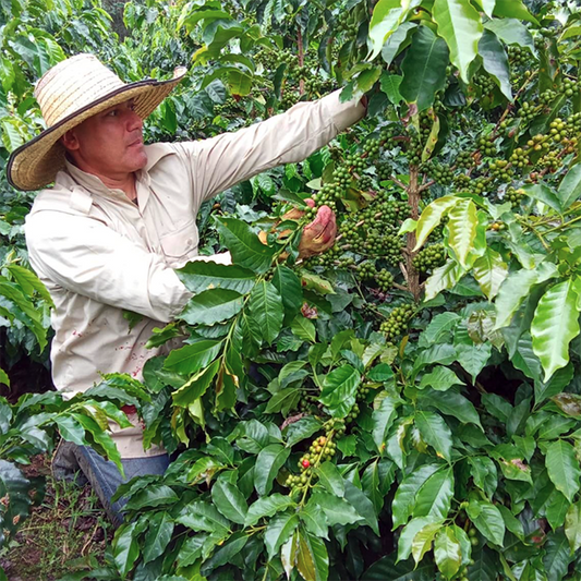 Colombia Los Arrayanes