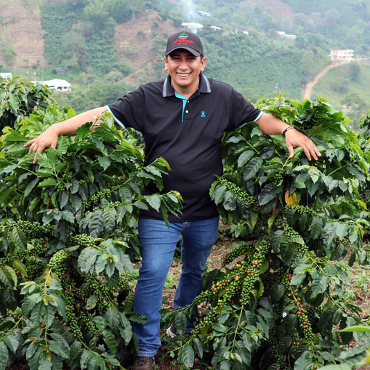 Colombia Rodrigo Sánchez - Anodyne Coffee Roasting Co.