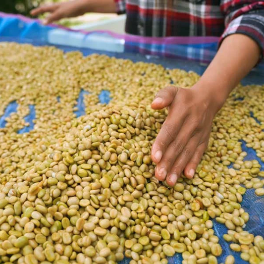 Colombia Tolima