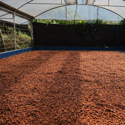 Costa Rica Finca Los Ángeles - Anodyne Coffee Roasting Co.