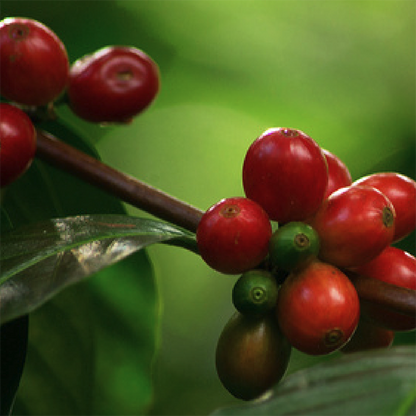 Decaf Colombia Huila