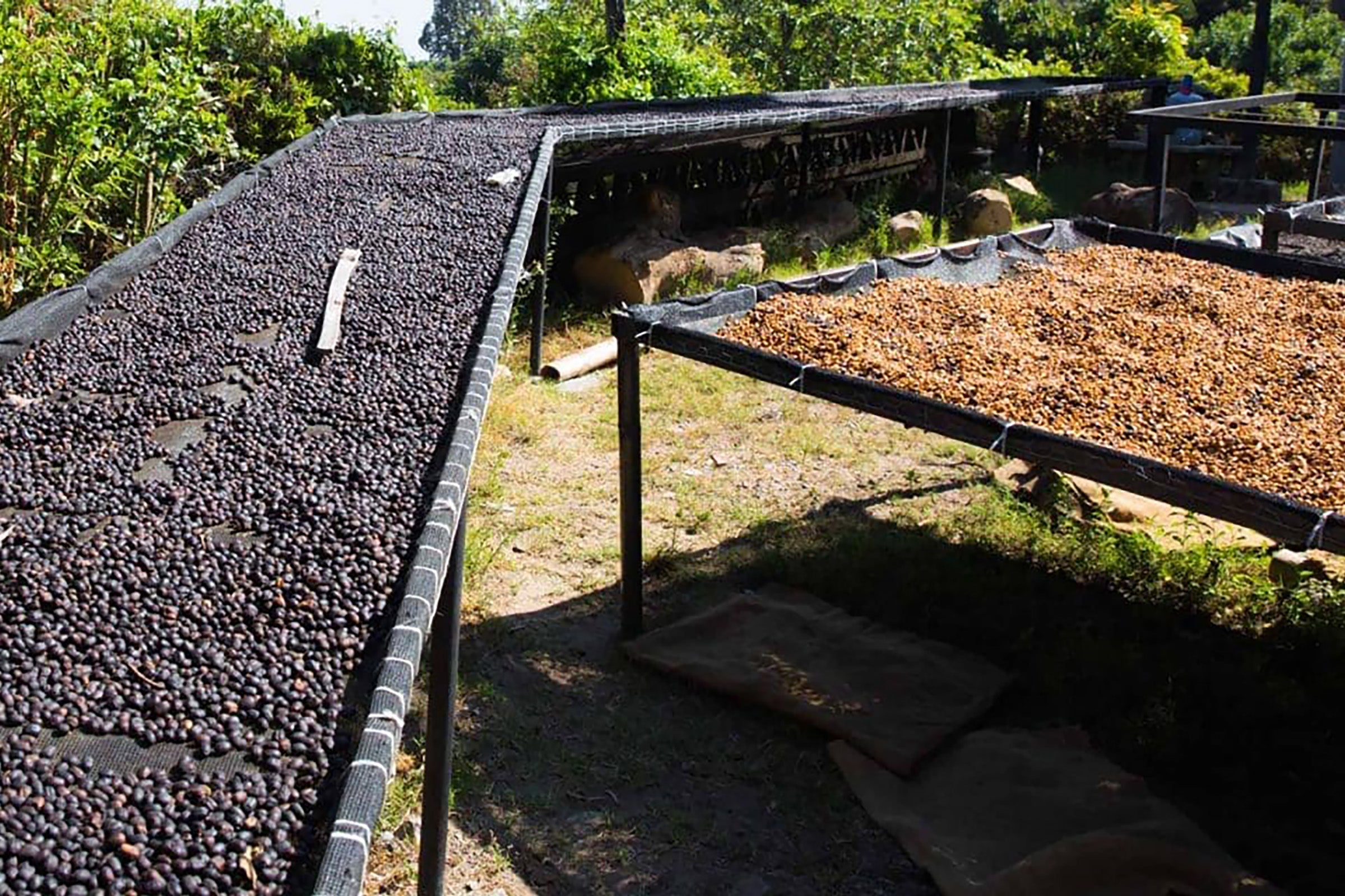 Raised coffee beds on the farm in El Salvador