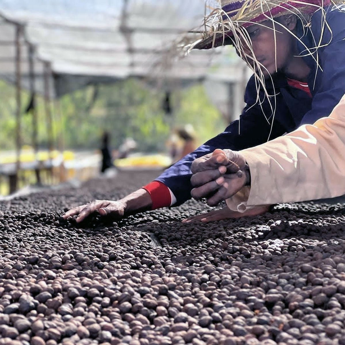 Ethiopia Banko Gotitti - Anodyne Coffee Roasting Co.