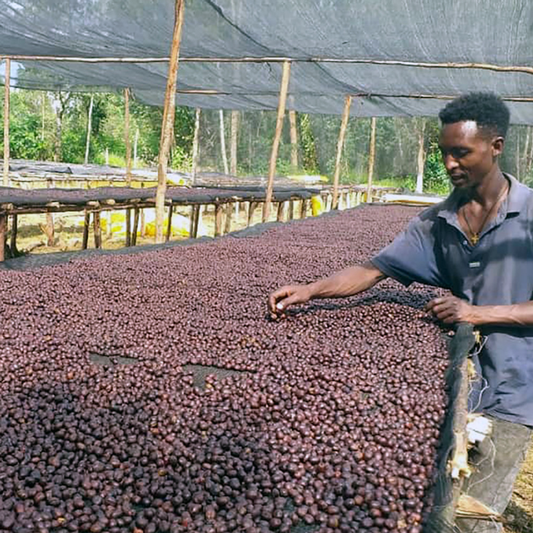 Ethiopia Debi Farm - Anodyne Coffee Roasting Co.