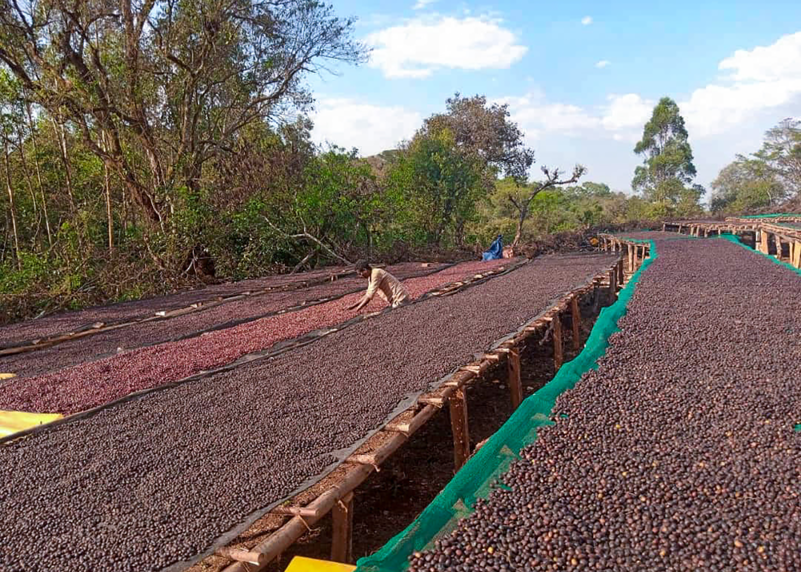 Farmer next to raised coffee drying beds