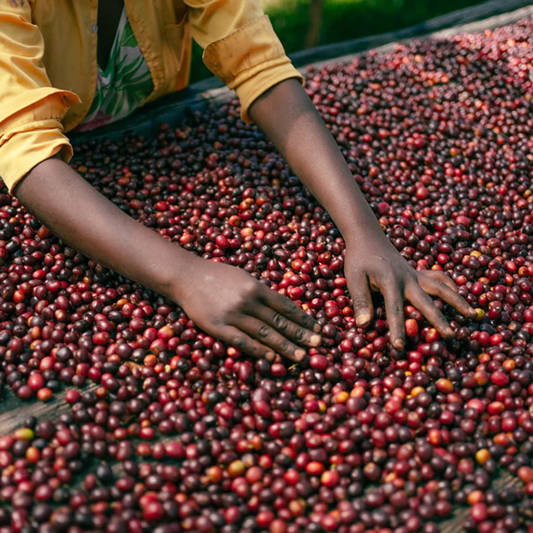Ethiopia Guji - Anodyne Coffee Roasting Co.