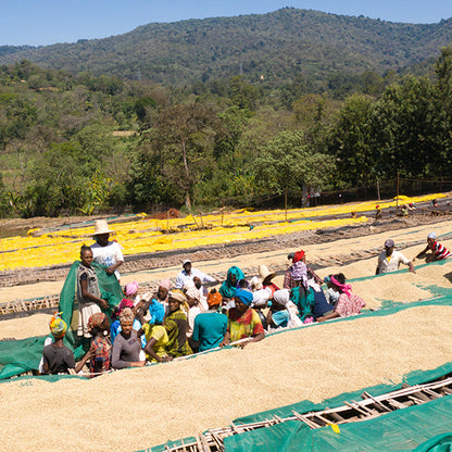 Ethiopia Yirgacheffe