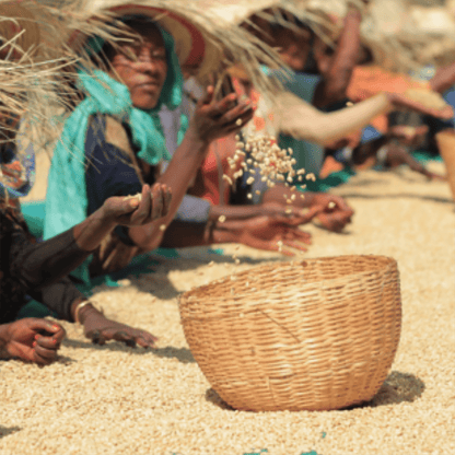 Ethiopia Yirgacheffe - Anodyne Coffee Roasting Co.