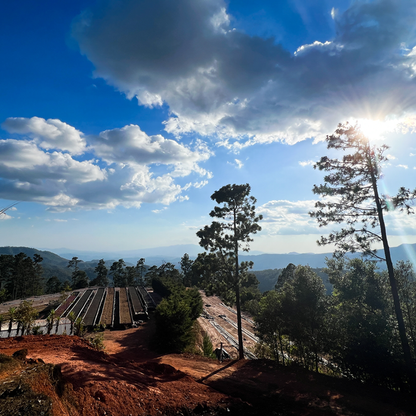 Honduras Bella Vista Honey