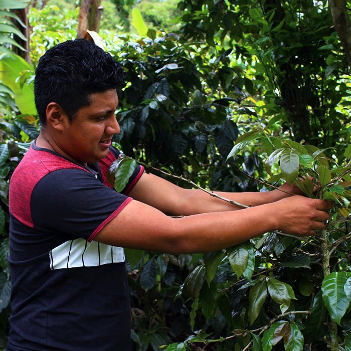 Honduras Jocsan Mendoza - Anodyne Coffee Roasting Co.