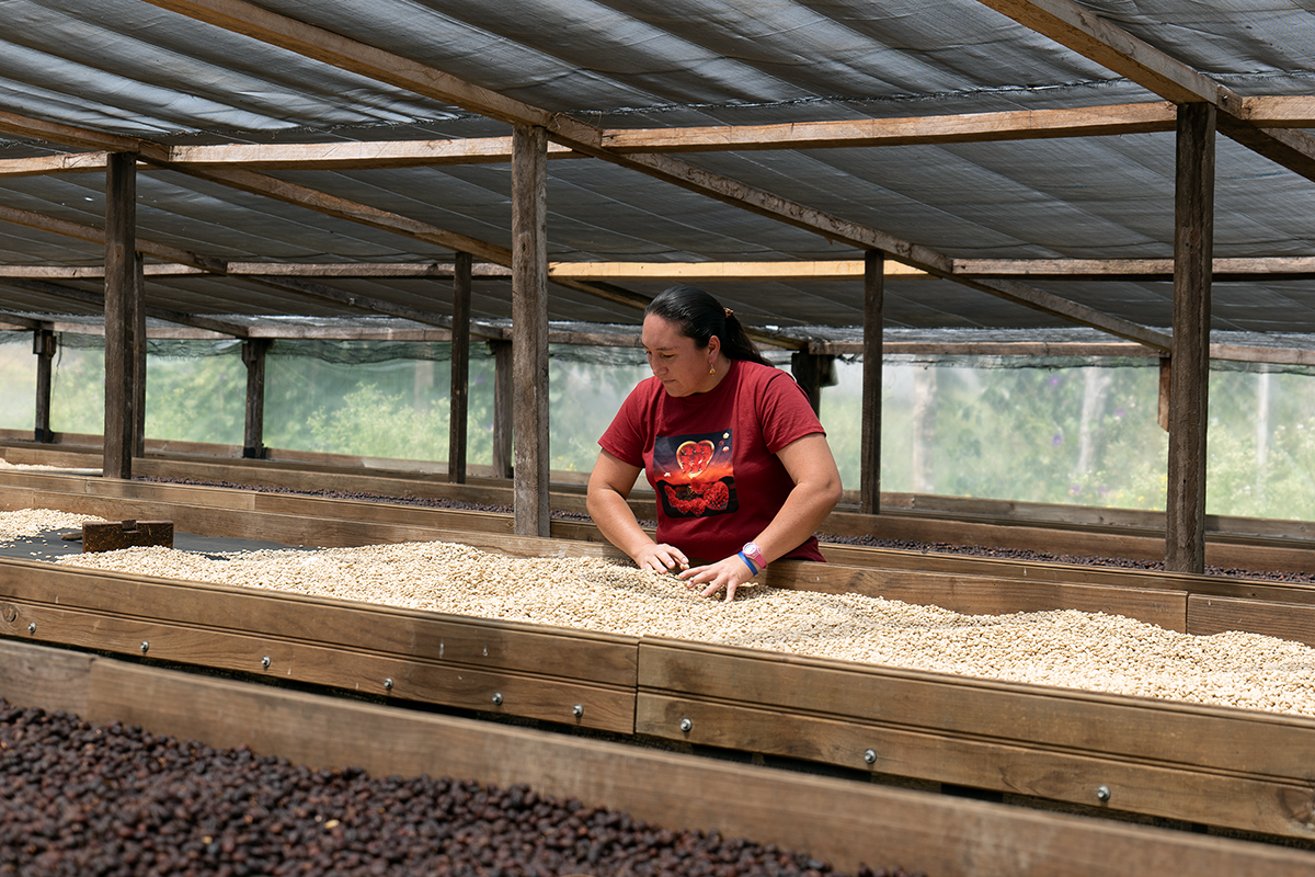 Maria Reyes and her green coffee