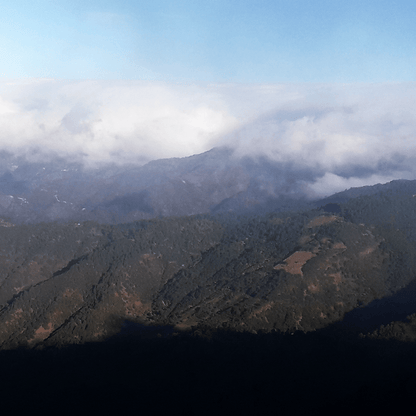 Mexico Monte Albán - Anodyne Coffee Roasting Co.