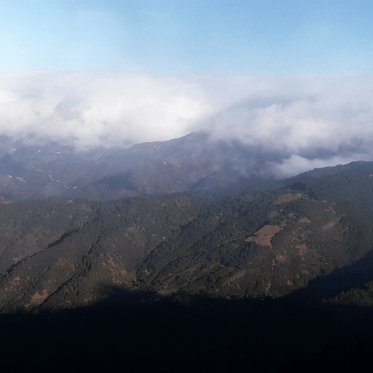 Mexico Monte Albán - Anodyne Coffee Roasting Co.
