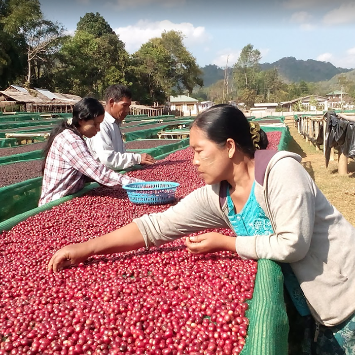 A worker sorting fresh coffee cherries