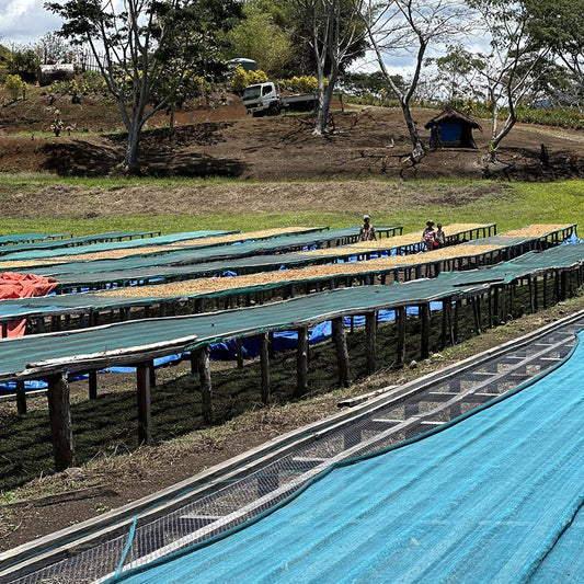 Papua New Guinea Sigri Estate - Anodyne Coffee Roasting Co.
