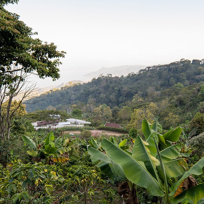 Honduras Sandra Trochez - Anodyne Coffee Roasting Co.